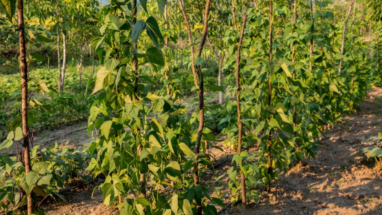 How Much to Grow Per Person for a Full Year of Garden-Fresh Food 5 How Much to Grow Per Person for a Full Year of Garden-Fresh Food - pole beans dp498805242