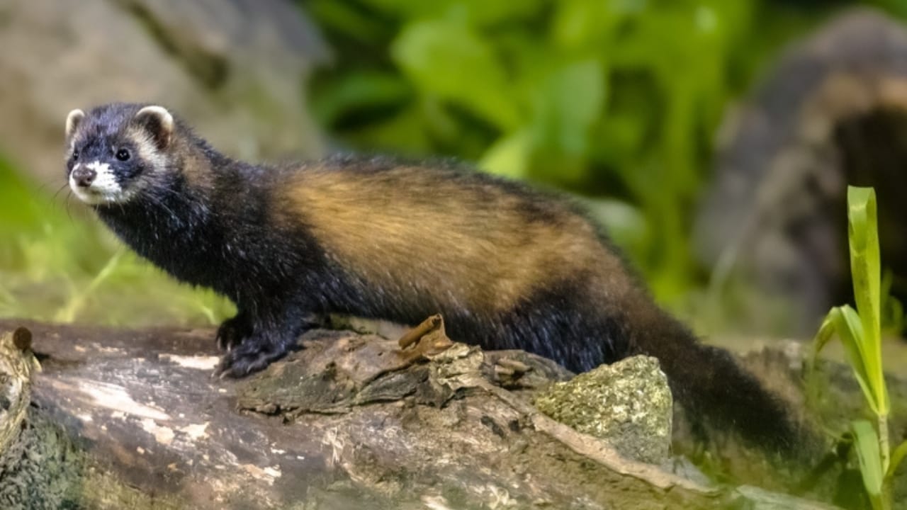 Don't Be Fooled: These 13 Animals May Look Like Ferrets, but They're Not 5 Don't Be Fooled: These 13 Animals May Look Like Ferrets, but They're Not - polecat ss2042282693
