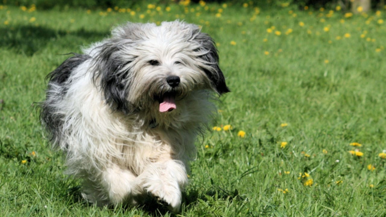 7 Reasons the Polish Lowland Sheepdog Will Win You Over - polish lowland sheepdog training ss190822913