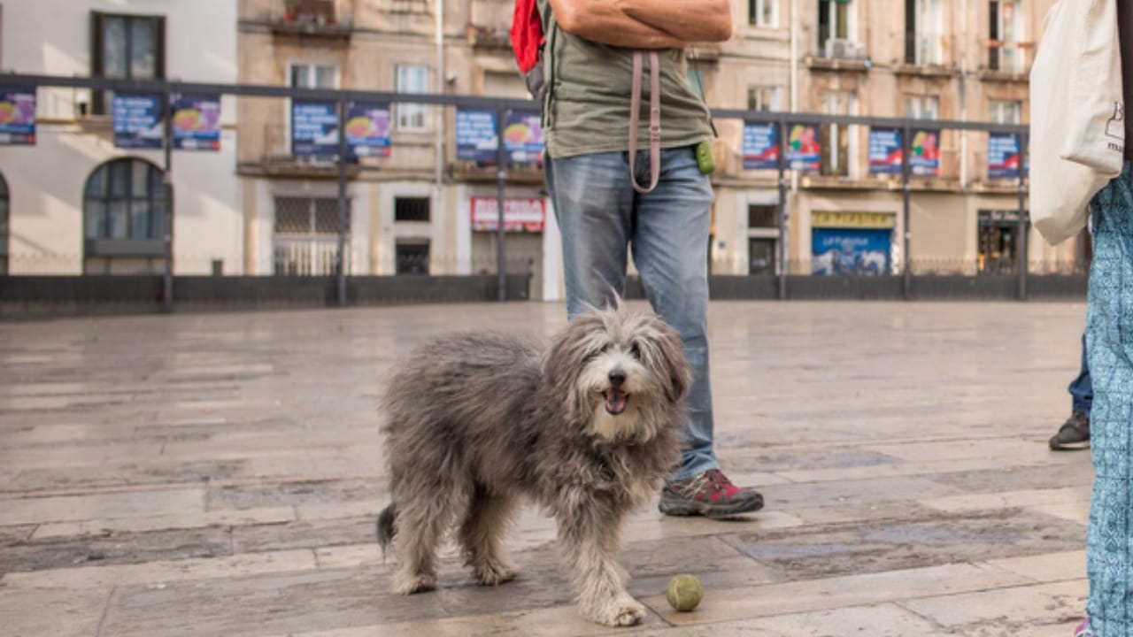 7 Reasons the Polish Lowland Sheepdog Will Win You Over - polish lowland with family ss737272804