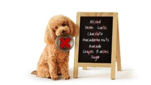 Dog Raisin Toxicity Calculator – Assess the Risks & Take Action 1 Dog Raisin Toxicity Calculator – Assess the Risks & Take Action - poode dog toxic foods ss2361413201