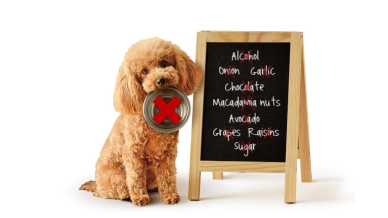 Dog Raisin Toxicity Calculator – Assess the Risks & Take Action 5 Dog Raisin Toxicity Calculator – Assess the Risks & Take Action - poode dog toxic foods ss2361413201