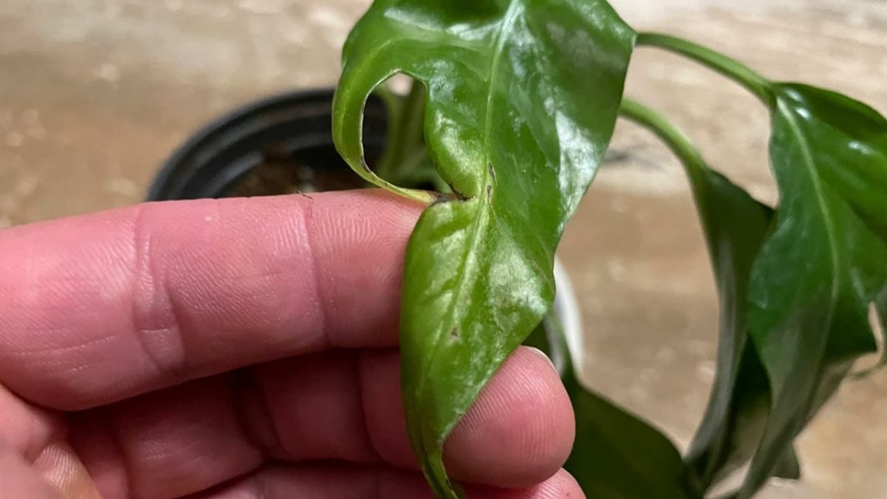 8 Common Challenges with Pothos Houseplants & How to Tackle Them 5 8 Common Challenges with Pothos Houseplants & How to Tackle Them - pothos curling davin