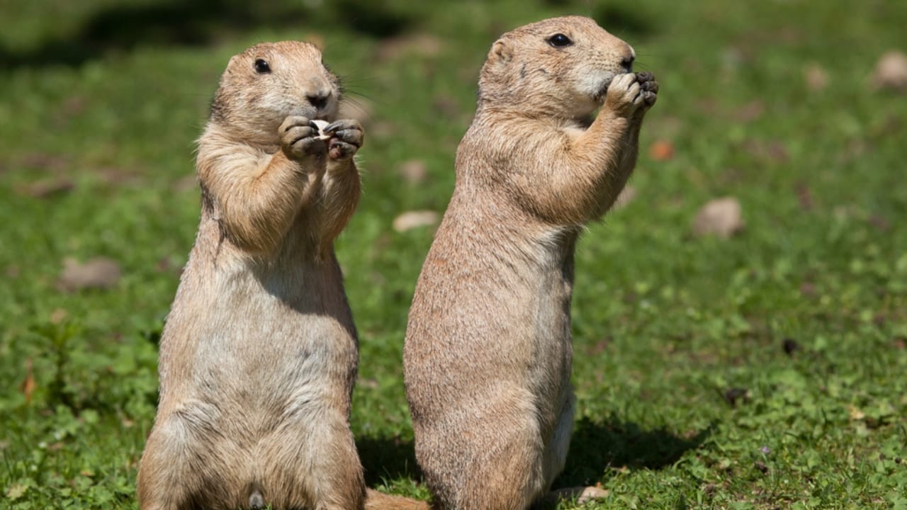 10 Nest Builders That Aren’t Birds —Meet Nature’s Unexpected Architects 4 10 Nest Builders That Aren’t Birds —Meet Nature’s Unexpected Architects - prairie dogs dp129252386