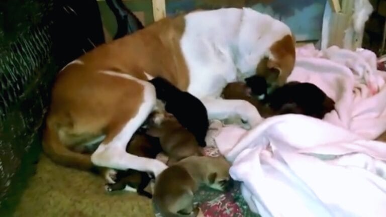 Heroic Neighbor Comes to the Rescue of Pregnant Dog Abandoned in Backyard When Family Moves Away - pregnant dog 1