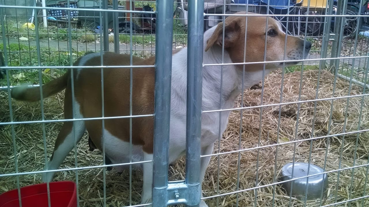 Heroic Neighbor Comes to the Rescue of Pregnant Dog Abandoned in Backyard When Family Moves Away 5 Heroic Neighbor Comes to the Rescue of Pregnant Dog Abandoned in Backyard When Family Moves Away - pregnant dog 3