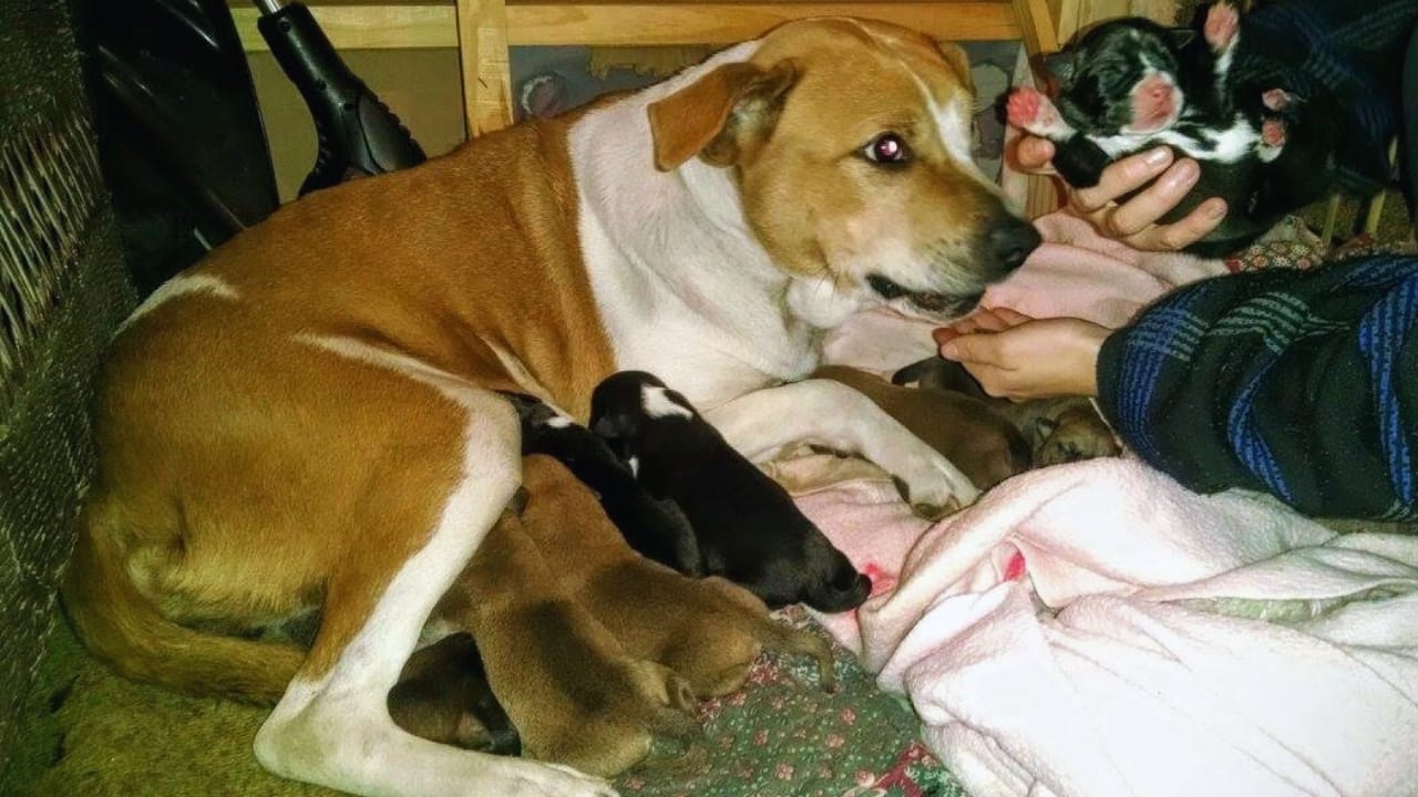 Heroic Neighbor Comes to the Rescue of Pregnant Dog Abandoned in Backyard When Family Moves Away 6 Heroic Neighbor Comes to the Rescue of Pregnant Dog Abandoned in Backyard When Family Moves Away - pregnant dog 4