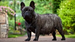 Dog Pregnancy Calculator – Know Your Dog's Timeline from Mating to Birth - pregnant dog dp76701451