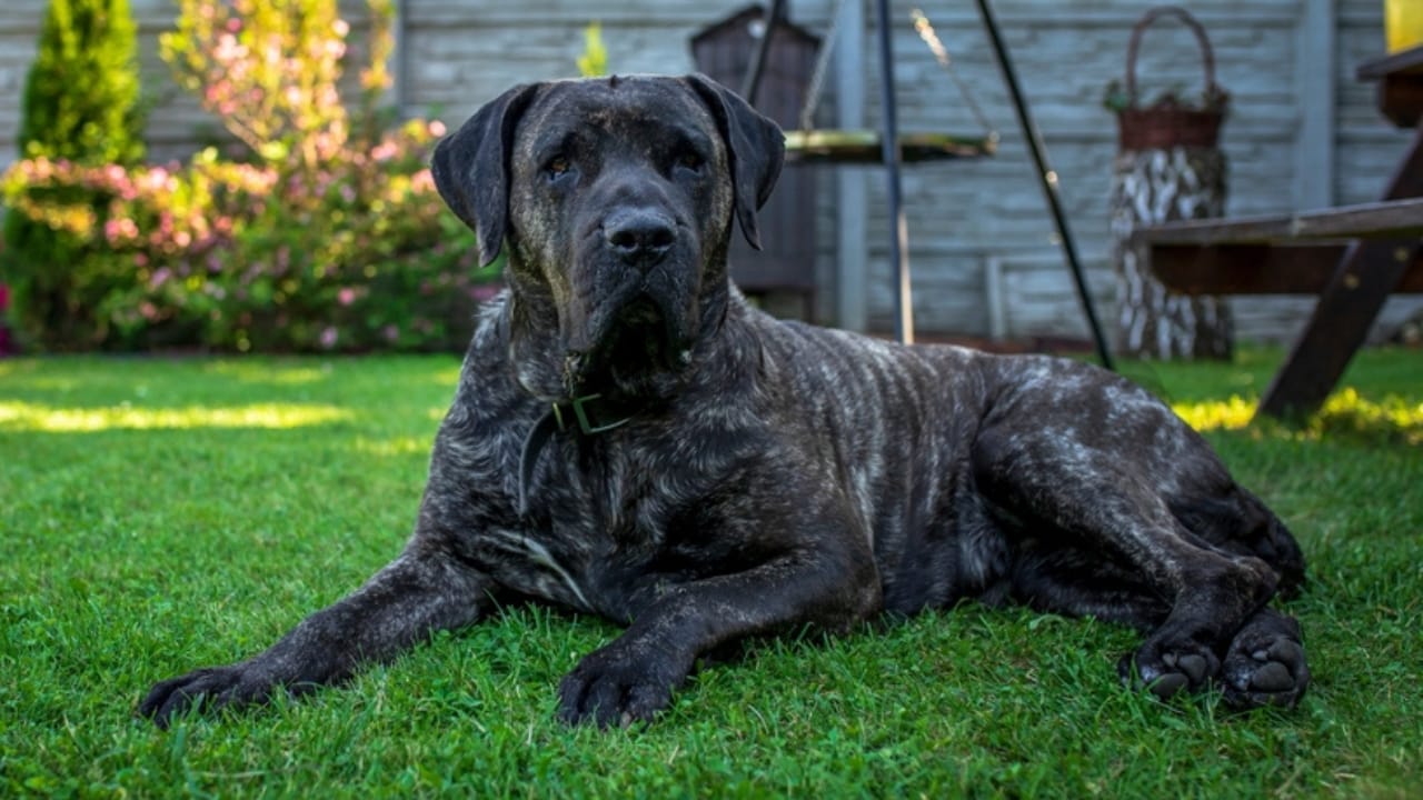 18 Fiercely Loyal Dog Breeds That are Natural Protectors - presa canario ss2377917031