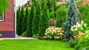 10 Beautiful Privacy Trees to Transform Your Fence Line into a Secluded Oasis 1 10 Beautiful Privacy Trees to Transform Your Fence Line into a Secluded Oasis - privacy Trees ss2229274409 degm
