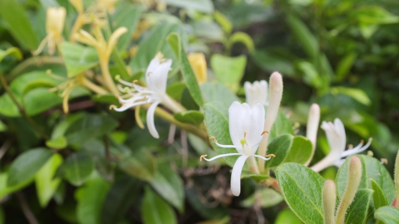 Add Bold Color & Sweet Scents to Your Garden, Effortlessly 8 Add Bold Color & Sweet Scents to Your Garden, Effortlessly - pruning honeysuckle ss2302863511