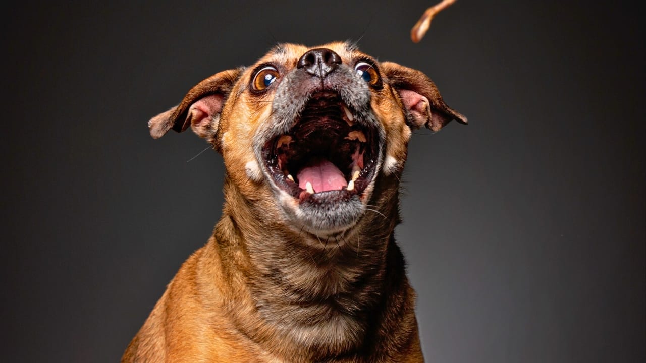 Caring for Your Puggle: Expert Advice for a Happy, Healthy Dog 5 Caring for Your Puggle: Expert Advice for a Happy, Healthy Dog - puggle ss1357519160