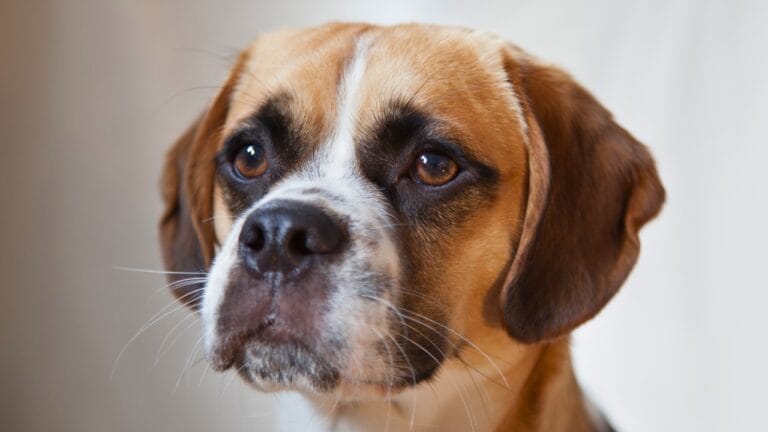 Caring for Your Puggle: Expert Advice for a Happy, Healthy Dog 6 Caring for Your Puggle: Expert Advice for a Happy, Healthy Dog - puggle ss1940434483