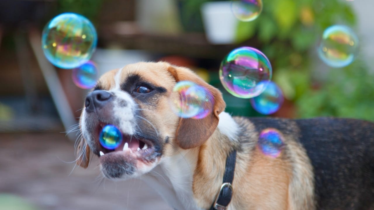 Caring for Your Puggle: Expert Advice for a Happy, Healthy Dog 7 Caring for Your Puggle: Expert Advice for a Happy, Healthy Dog - puggle ss1943411917