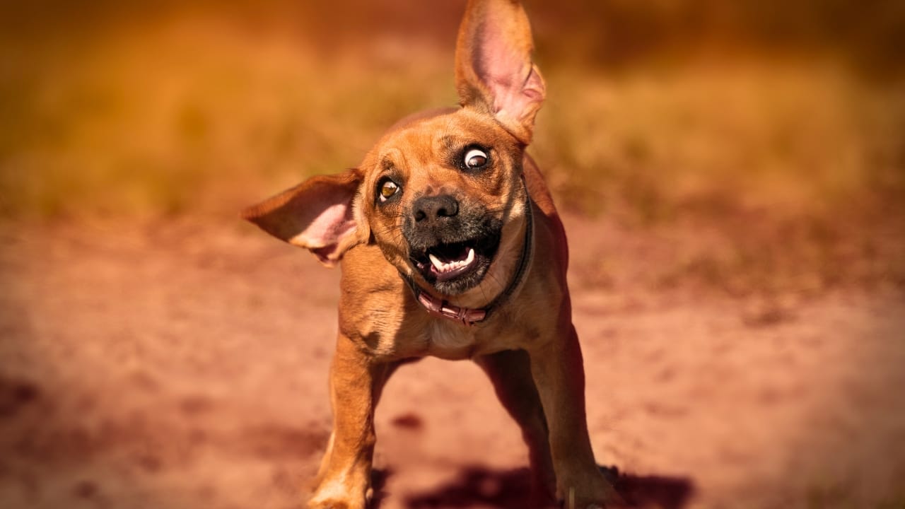 Caring for Your Puggle: Expert Advice for a Happy, Healthy Dog 9 Caring for Your Puggle: Expert Advice for a Happy, Healthy Dog - puggle ss2157425473