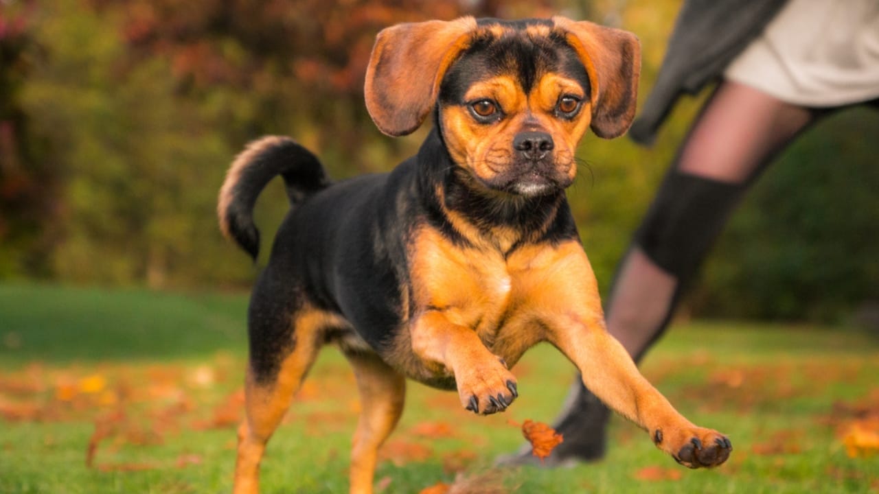 Caring for Your Puggle: Expert Advice for a Happy, Healthy Dog 3 Caring for Your Puggle: Expert Advice for a Happy, Healthy Dog - puggle cute ss1282463821