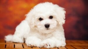 15 Dog Breeds Known for Their Fluffy, Cuddly Puppies 1 15 Dog Breeds Known for Their Fluffy, Cuddly Puppies - puppy of Bichon Frise ss1409619362