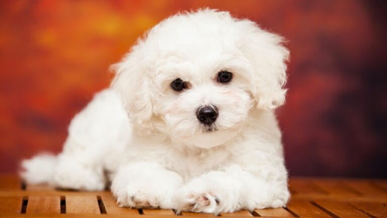 15 Dog Breeds Known for Their Fluffy, Cuddly Puppies - puppy of Bichon Frise ss1409619362