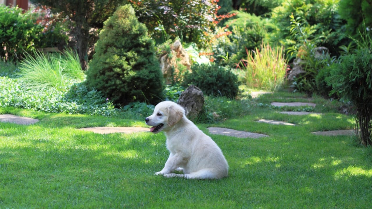 Create a Sensory Garden for Your Dog: Enriching Their Senses & Well-being 5 Create a Sensory Garden for Your Dog: Enriching Their Senses & Well-being - puppy in a garden dp3631464
