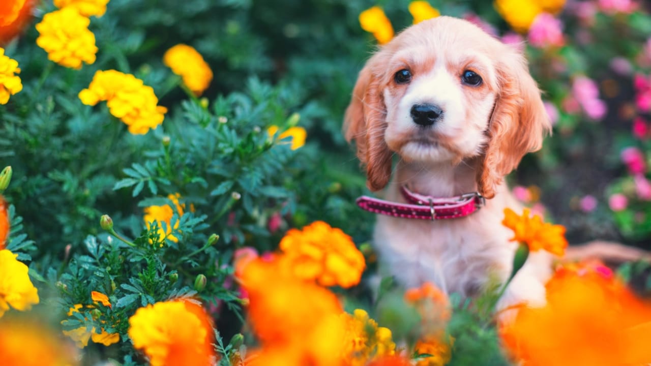 Create a Sensory Garden for Your Dog: Enriching Their Senses & Well-being 4 Create a Sensory Garden for Your Dog: Enriching Their Senses & Well-being - puppy in a garden of flowers dp212512218