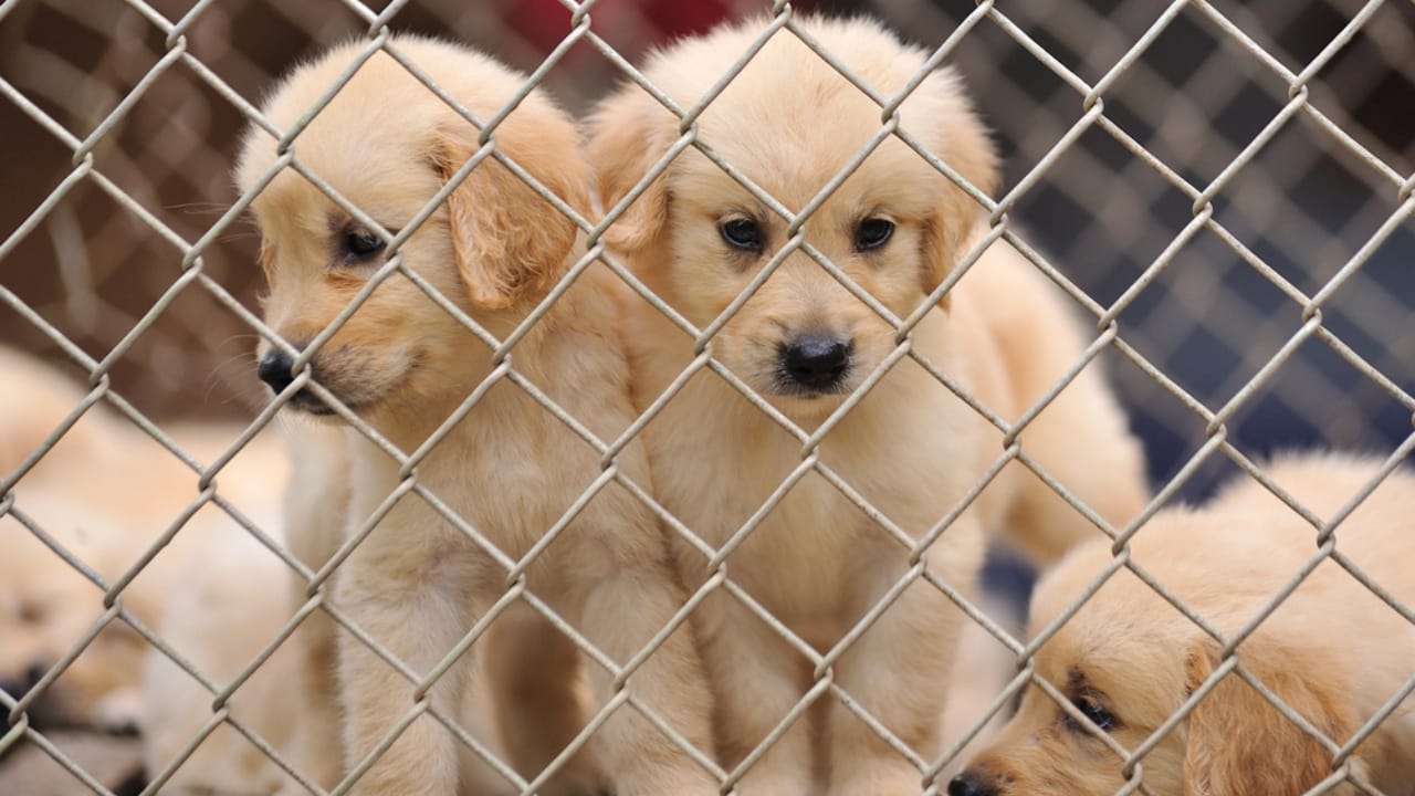Why ‘Adopt, Don’t Shop’ Matters: 18 Reasons to Skip the Breeder 4 Why ‘Adopt, Don’t Shop’ Matters: 18 Reasons to Skip the Breeder - puppy in cage dp28437783