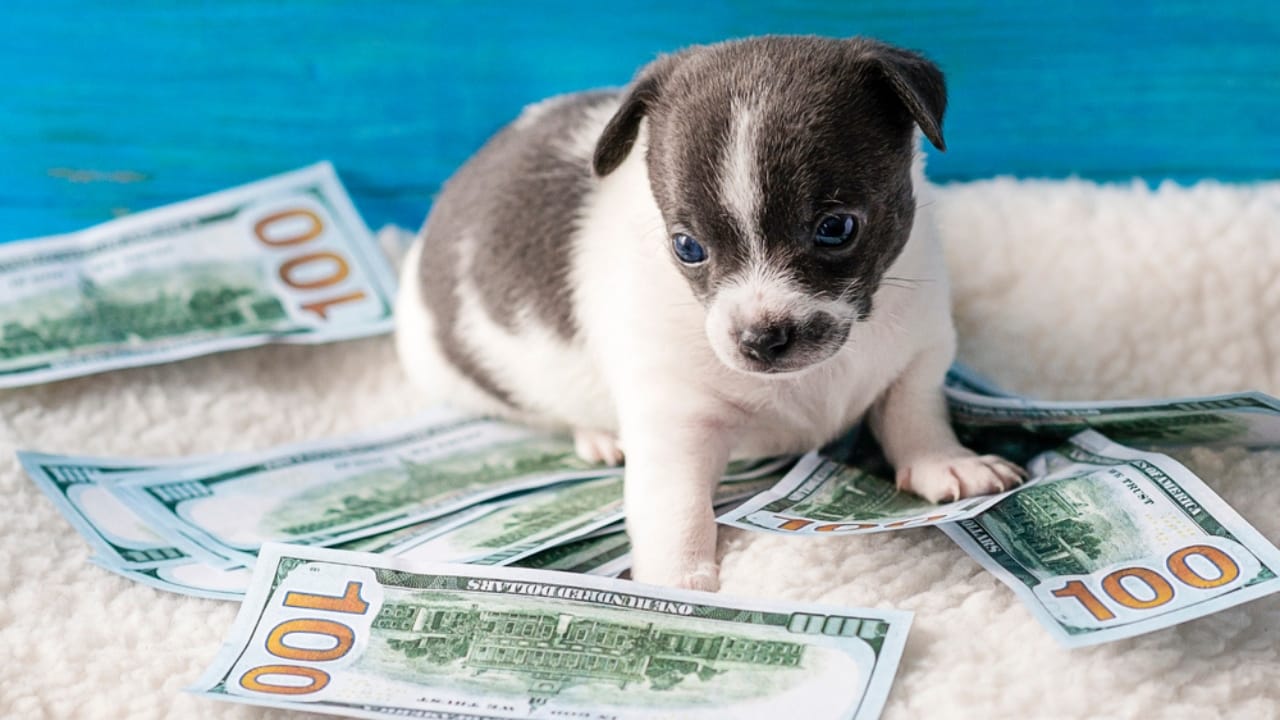 Why ‘Adopt, Don’t Shop’ Matters: 18 Reasons to Skip the Breeder 5 Why ‘Adopt, Don’t Shop’ Matters: 18 Reasons to Skip the Breeder - puppy with money dp349856308