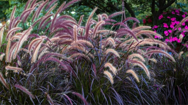 Say Goodbye to Weeds with These 15 Ornamental Grasses 10 Say Goodbye to Weeds with These 15 Ornamental Grasses - purple fountain grass ss2373239917