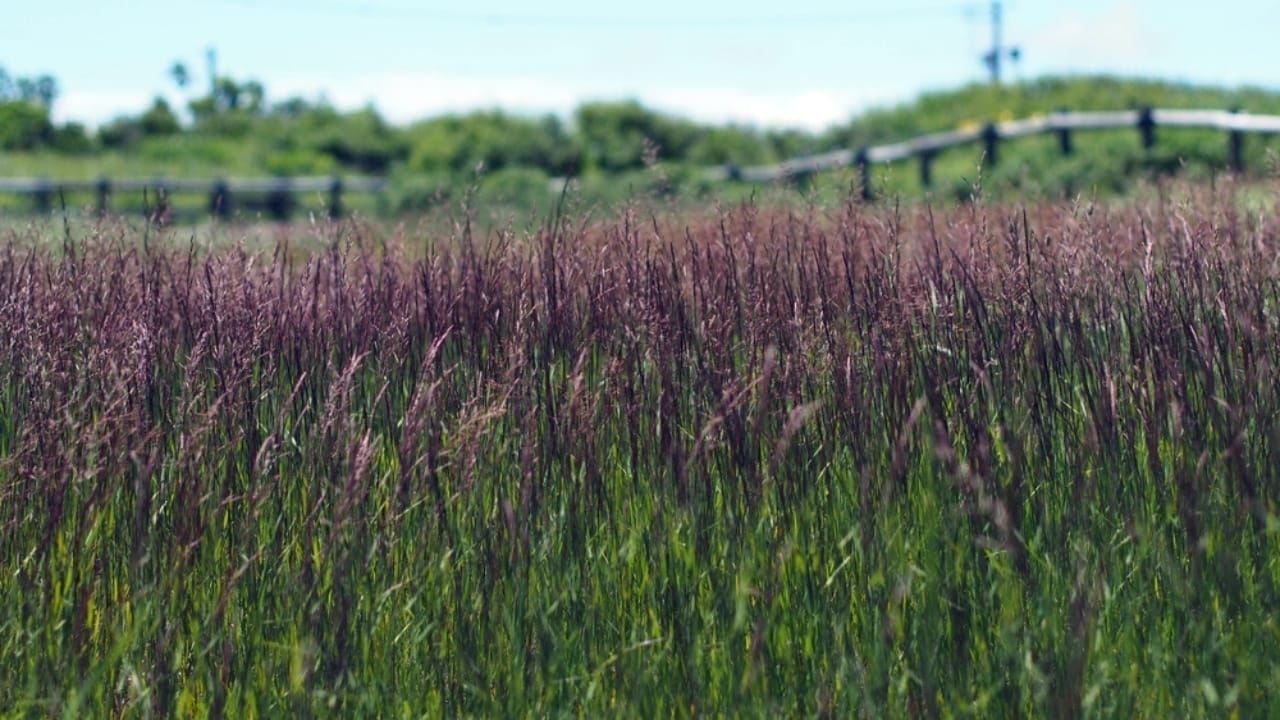 Say Goodbye to Weeds with These 15 Ornamental Grasses 8 Say Goodbye to Weeds with These 15 Ornamental Grasses - purple moor grass ss2370259787