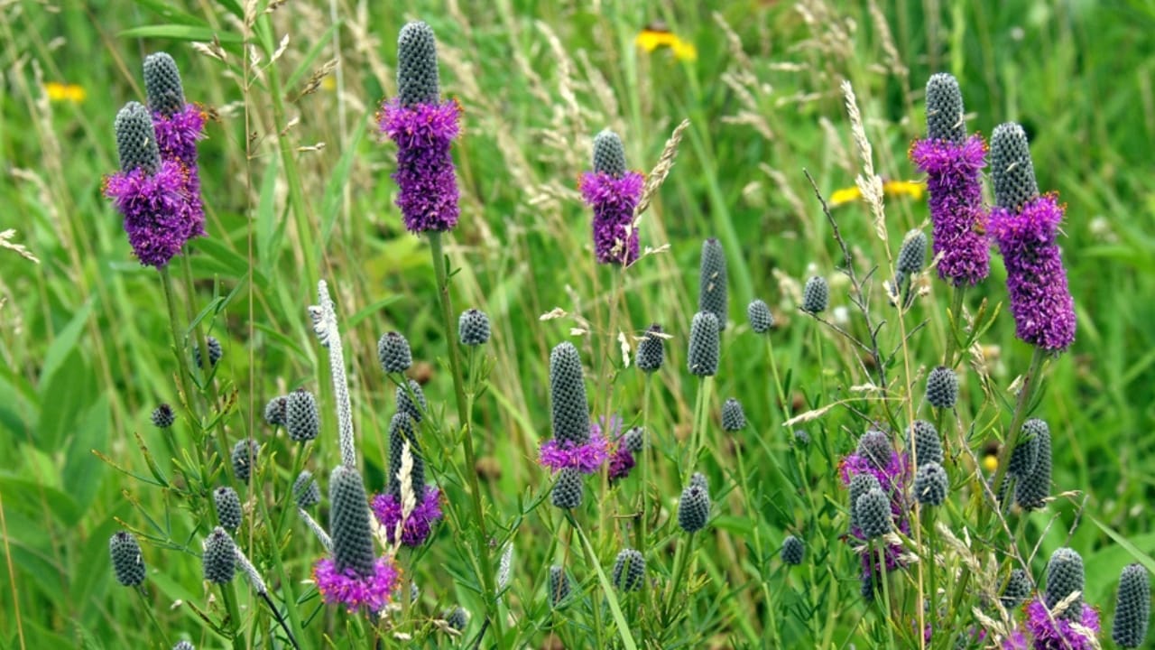 15 Plants That Keep Weeds Out & Pollinators In - purple prairie clover ss1124136119