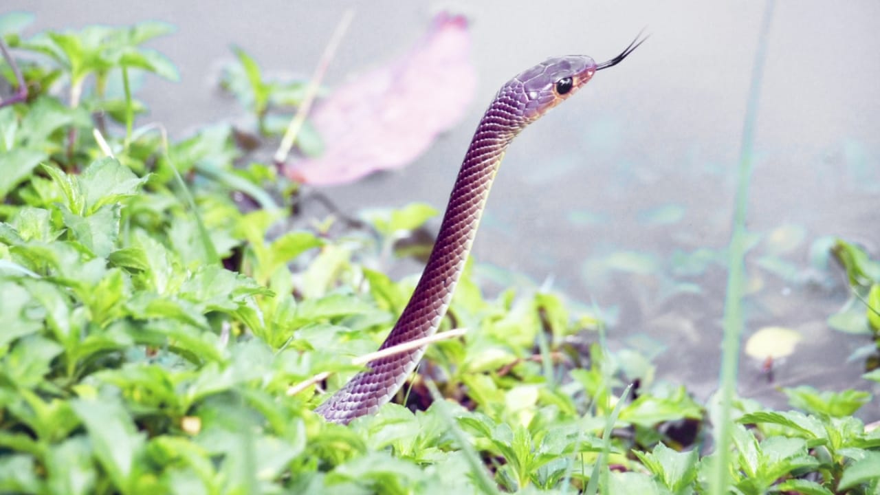 Purple Snakes: Nature’s Jewel-Toned Reptiles & Their Unique Traits 5 Purple Snakes: Nature’s Jewel-Toned Reptiles & Their Unique Traits - purple snake dp44152701