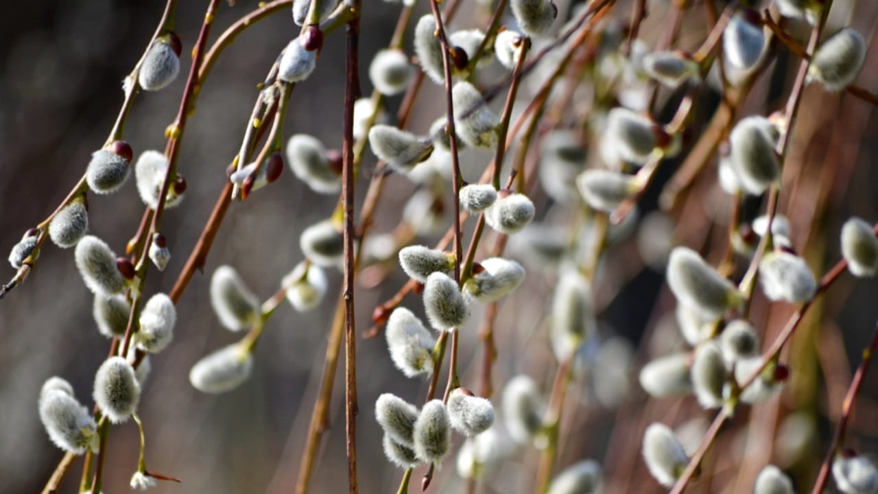 10 Nesting Plants to Attract & Support Thriving Hummingbirds 2 10 Nesting Plants to Attract & Support Thriving Hummingbirds - pussy willow dp247801750