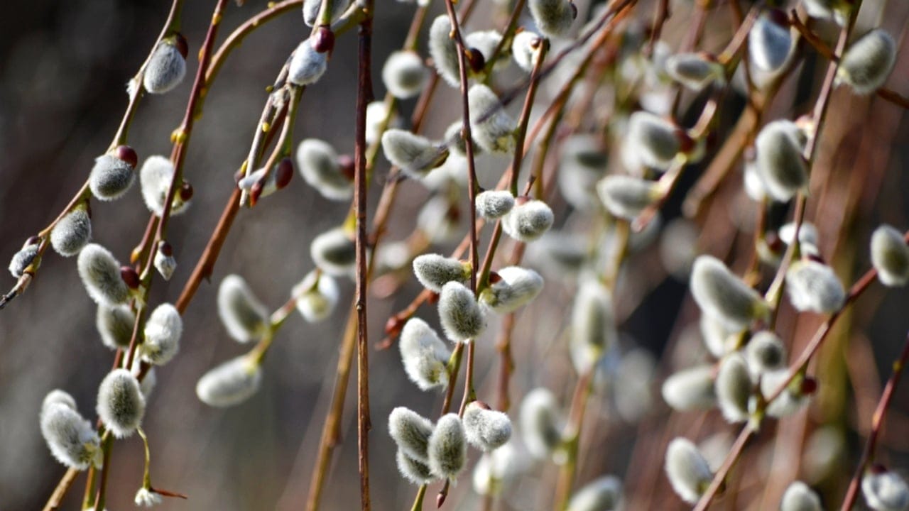 15 Plants to Turn Your Garden into a Hummingbird Haven - pussy willow dp247801750