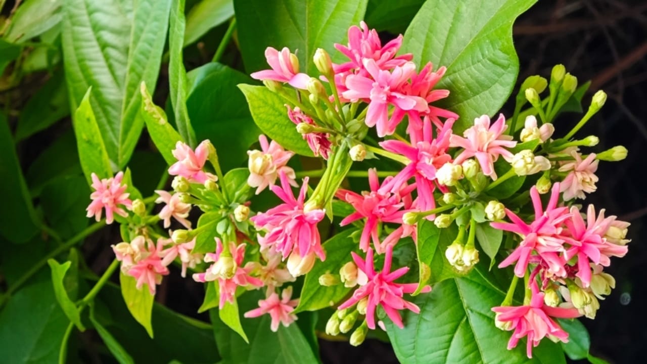 Watch These 13 Flowers Change Colors as the Season Changes 7 Watch These 13 Flowers Change Colors as the Season Changes - quisquicalis indica ss2513068665