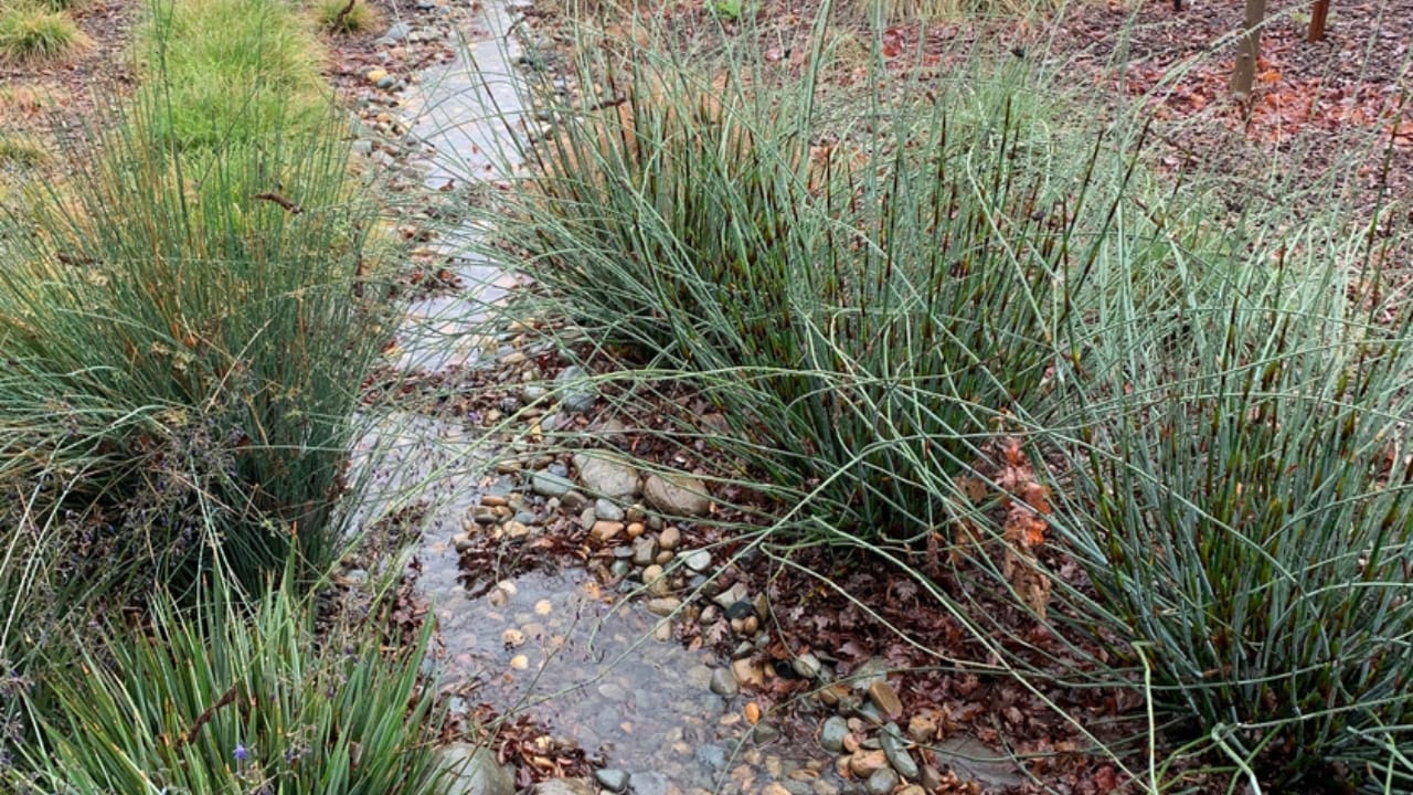 Front Yard Upgrades: 25 Simple Landscaping Ideas That Add Value - rain garden ss1694544202