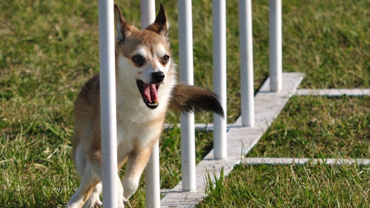 The World's Most Unique Dog: 8 Lundehund Facts 8 The World's Most Unique Dog: 8 Lundehund Facts - rare norweigan lunderhund ss32634613