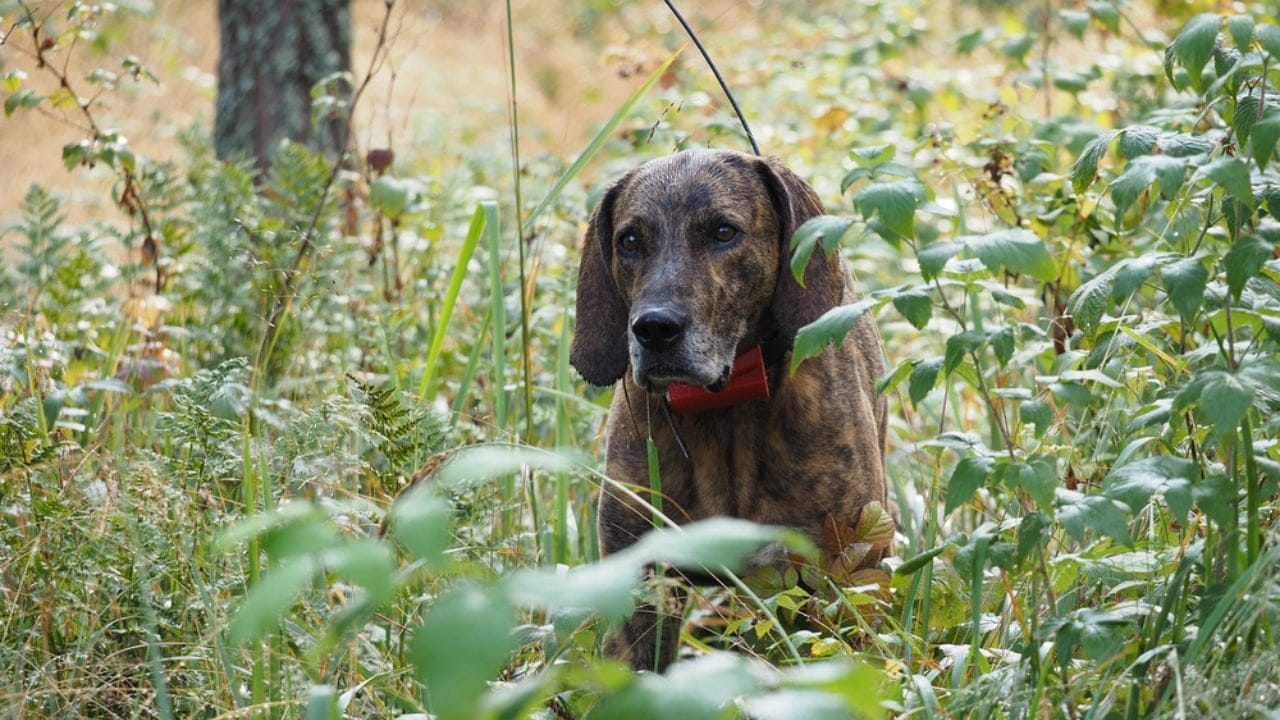Meet the Plott Dog: 7 Reasons This Rare Hound Deserves Fame - rare plott hound ss1779962423