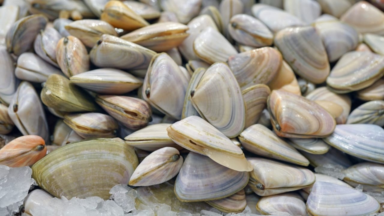 Raw Risks: 15 Foods That Pose Serious Health Hazards When Uncooked 7 Raw Risks: 15 Foods That Pose Serious Health Hazards When Uncooked - raw shell fish ss1310563781