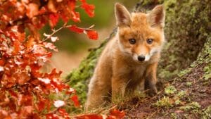 15 U.S. States Where You’re Most Likely to Spot a Fox 1 15 U.S. States Where You’re Most Likely to Spot a Fox - red Fox ss697342396 degm