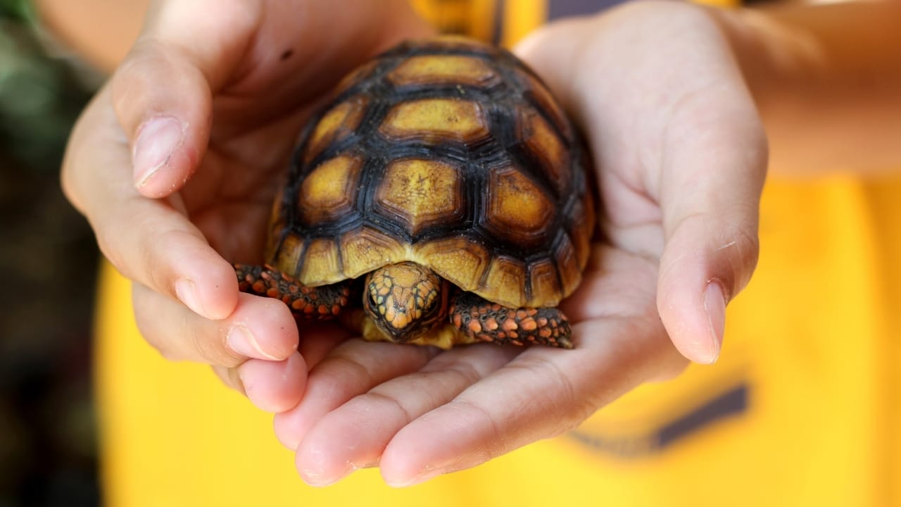 11 Endearing Land Turtles Perfect for a Lifelong Pet—Up to 100 Years 9 11 Endearing Land Turtles Perfect for a Lifelong Pet—Up to 100 Years - red footed tortoise ss2332750713