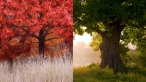 10 Differences Between Red & White Oak Trees for Smarter Deer Hunting 1 10 Differences Between Red & White Oak Trees for Smarter Deer Hunting - red and white oak tree dp41903813813796068