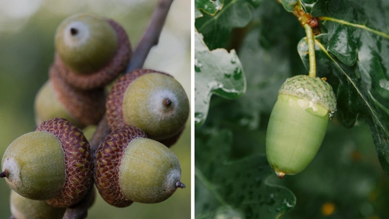 10 Differences Between Red & White Oak Trees for Smarter Deer Hunting 3 10 Differences Between Red & White Oak Trees for Smarter Deer Hunting - red and white oak acorn dp297260178206756532