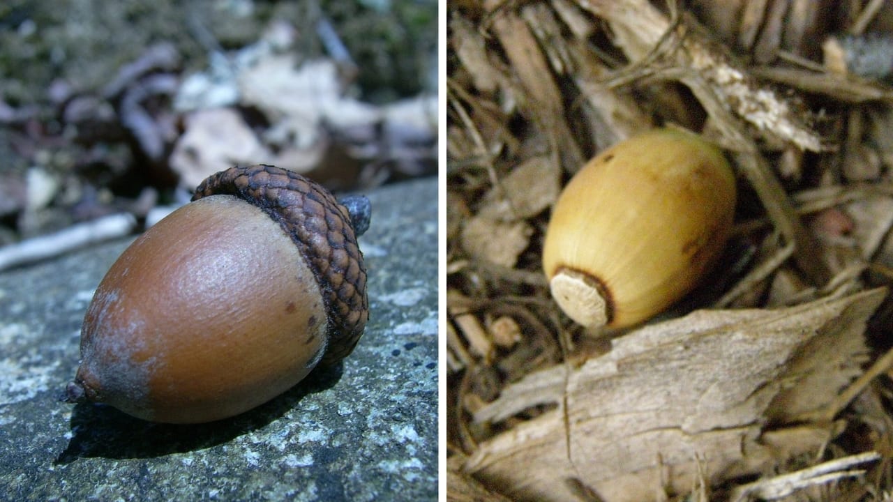 10 Differences Between Red & White Oak Trees for Smarter Deer Hunting 6 10 Differences Between Red & White Oak Trees for Smarter Deer Hunting - red and white oak acorn drop wc