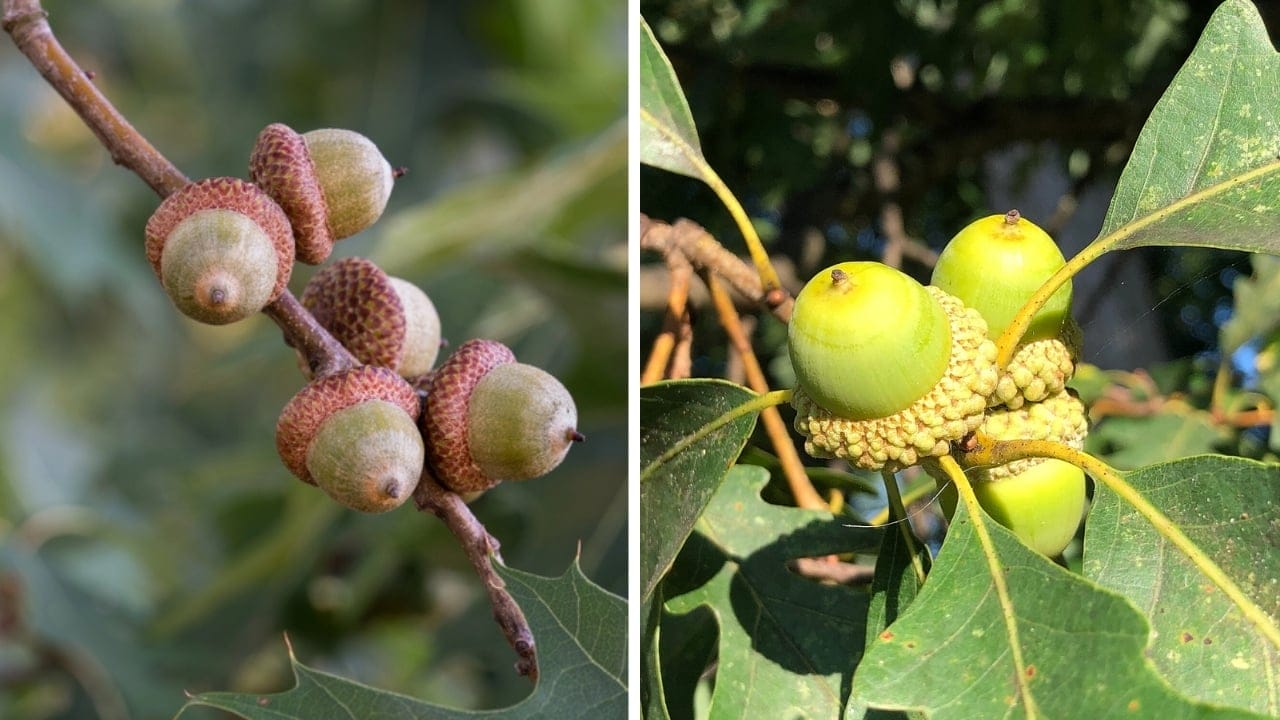 10 Differences Between Red & White Oak Trees for Smarter Deer Hunting 5 10 Differences Between Red & White Oak Trees for Smarter Deer Hunting - red and white oak acorn preference dp297345846wc