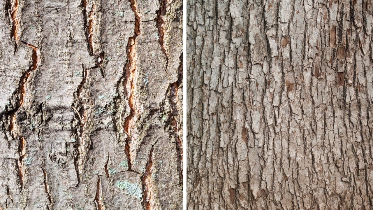 10 Differences Between Red & White Oak Trees for Smarter Deer Hunting 4 10 Differences Between Red & White Oak Trees for Smarter Deer Hunting - red and white oak bark dp313933296681496814