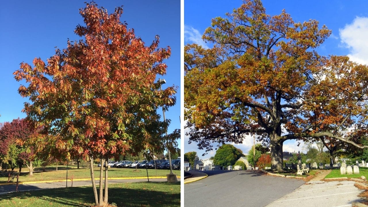 10 Differences Between Red & White Oak Trees for Smarter Deer Hunting 10 10 Differences Between Red & White Oak Trees for Smarter Deer Hunting - red and white oak fall wc
