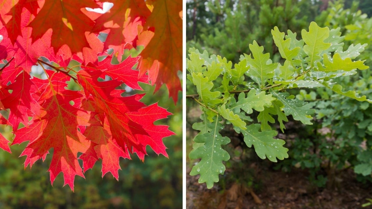 10 Differences Between Red & White Oak Trees for Smarter Deer Hunting 2 10 Differences Between Red & White Oak Trees for Smarter Deer Hunting - red and white oak leaves dp87736644633653084