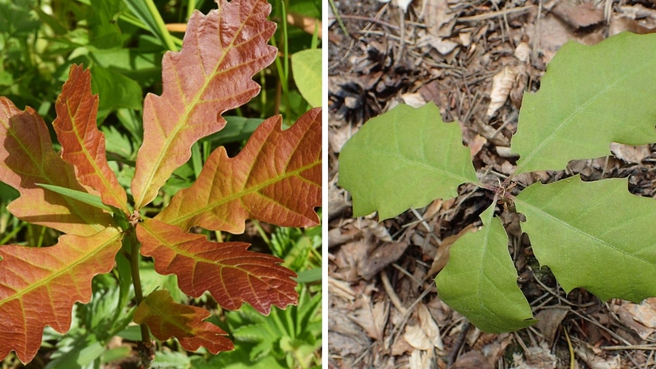 10 Differences Between Red & White Oak Trees for Smarter Deer Hunting 11 10 Differences Between Red & White Oak Trees for Smarter Deer Hunting - red and white oak plant dp442422768 wc