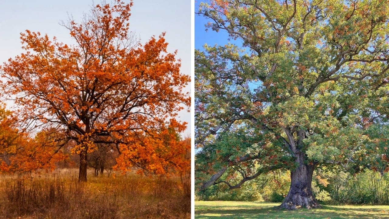 10 Differences Between Red & White Oak Trees for Smarter Deer Hunting 9 10 Differences Between Red & White Oak Trees for Smarter Deer Hunting - red and white oak tree dp171682620 wc