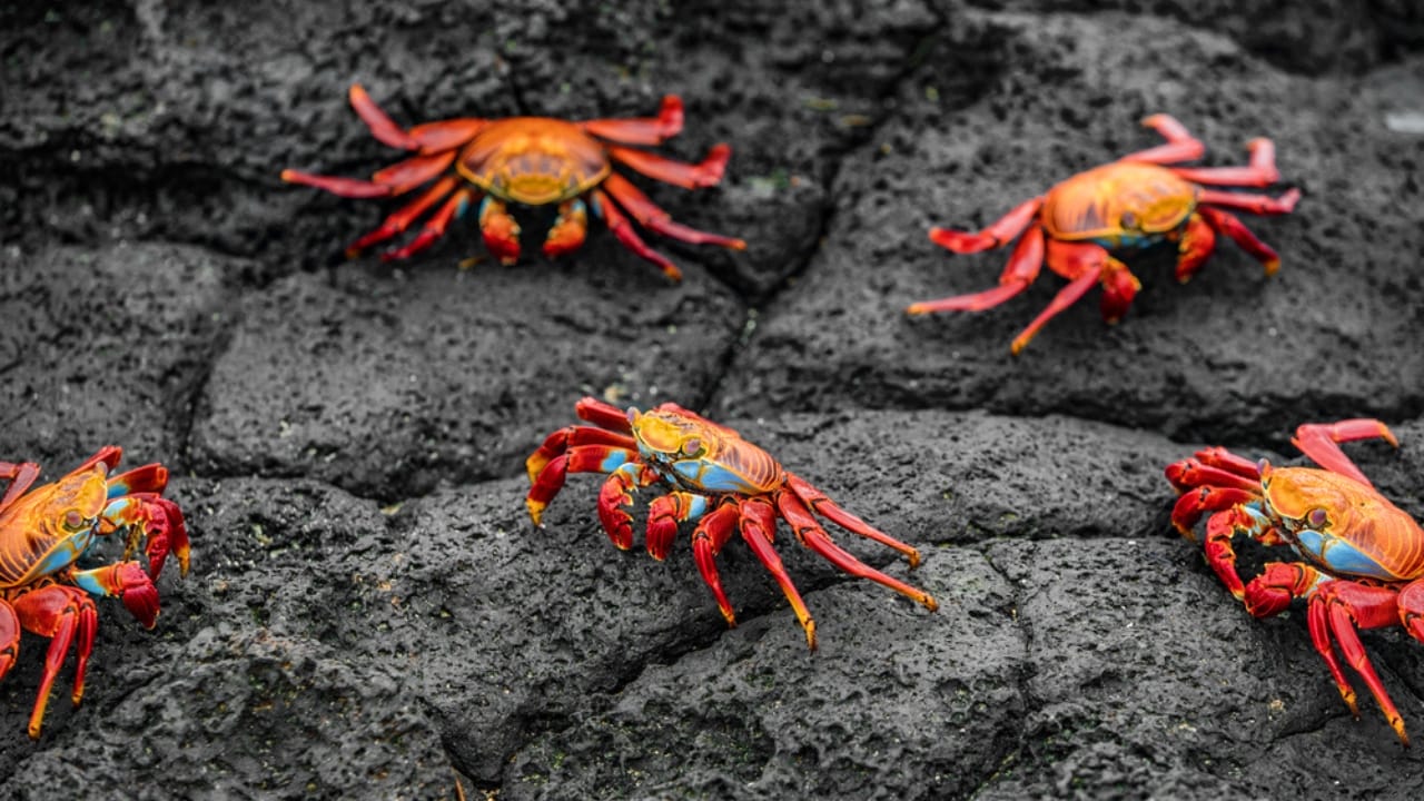 30 Unique Non-Fish Pets to Bring Life to Your Home Aquarium 8 30 Unique Non-Fish Pets to Bring Life to Your Home Aquarium - red clawed crabs dp487888538