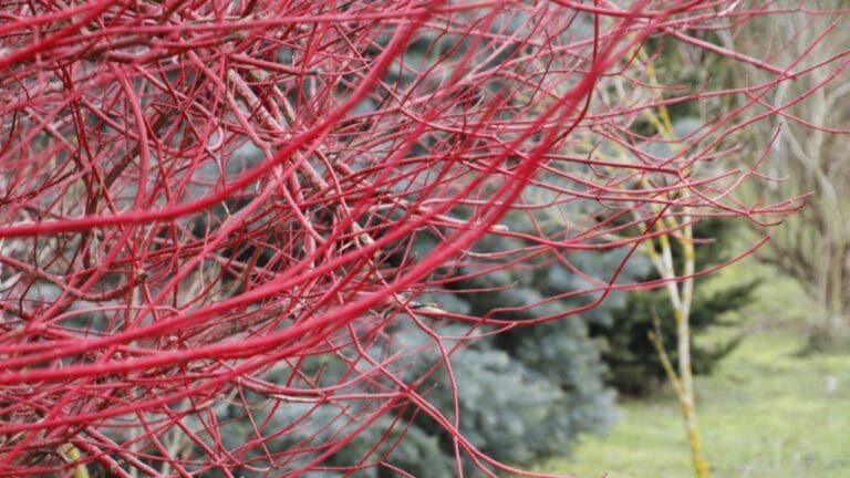 12 Bushes That Bring Brilliant Fall Colors to Your Landscape 10 12 Bushes That Bring Brilliant Fall Colors to Your Landscape - red dog wood ss1020924223